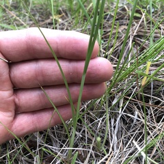 Carex praticola