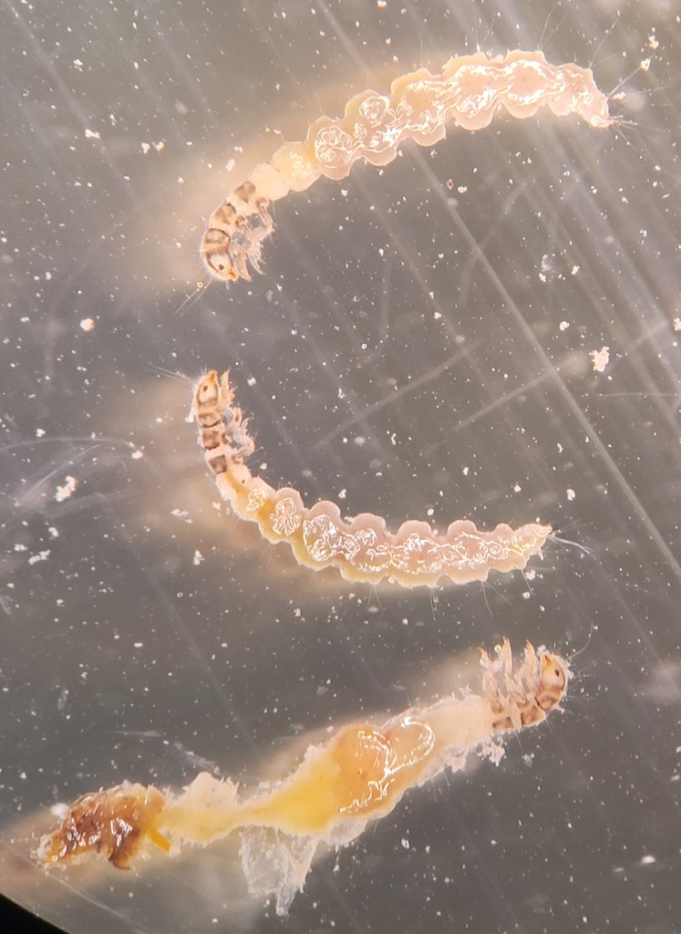 Stactobiella