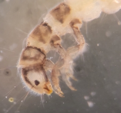 Stactobiella