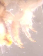 Stactobiella