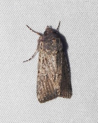 Ectopatria mundoides