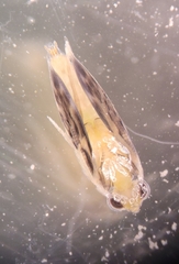 Stactobiella