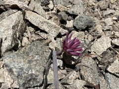 Allium monticola