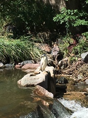 Nycticorax nycticorax