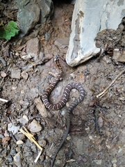 Thamnophis sumichrasti