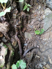 Thamnophis sumichrasti