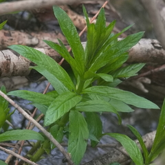 Lysimachia thyrsiflora