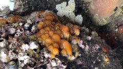 Distaplia