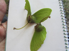 Acridocarpus natalitius natalitius