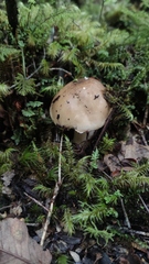 Amanita diemii