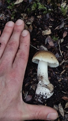 Amanita diemii