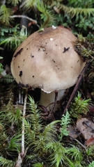 Amanita diemii