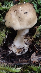 Amanita diemii
