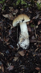 Amanita diemii