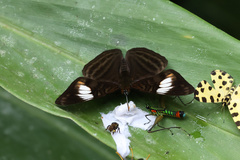 Adelpha ethelda eponina