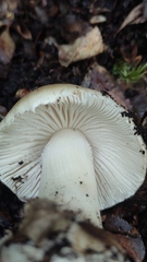 Amanita diemii