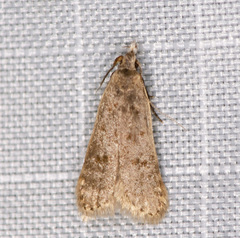 Dichomeris punctidiscellus