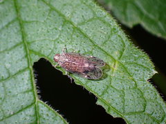 Melanoliarus placitus