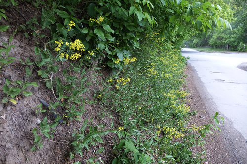Sisymbrium volgense (Sisymbrium volgense)