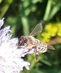 Apis mellifera