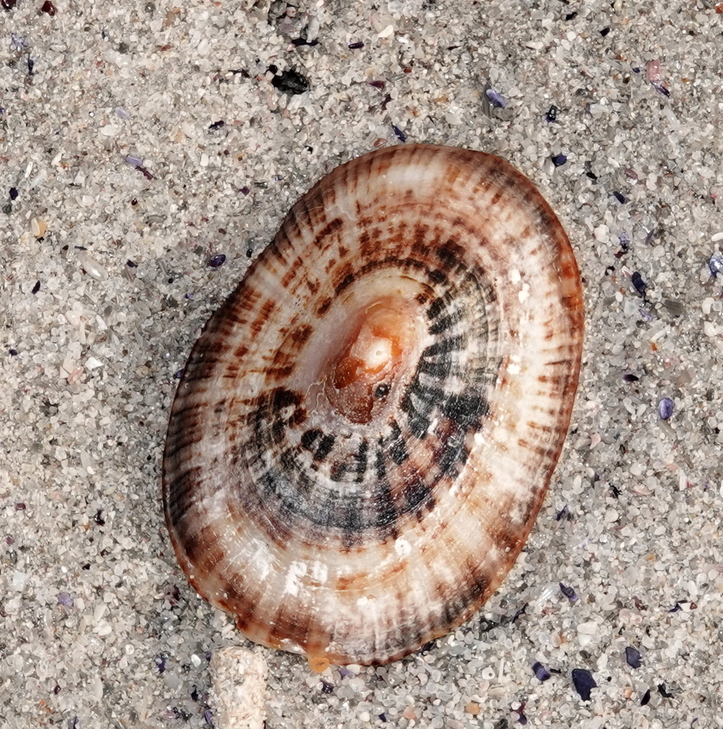 Argenville's Limpet