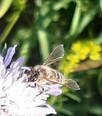 Apis mellifera