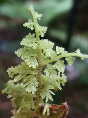 Trichocolea mollissima