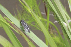 Tabanus trimaculatus