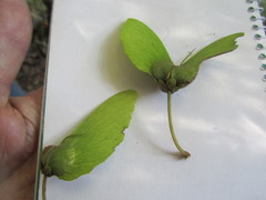 Acridocarpus natalitius natalitius