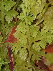 Trichocolea mollissima