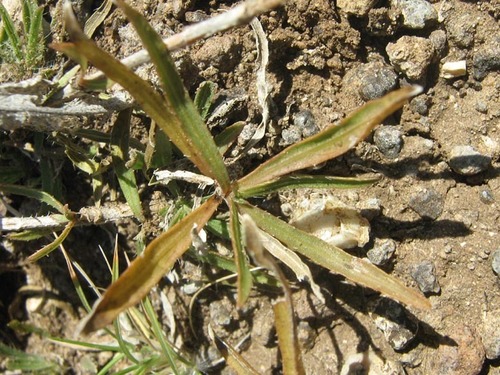 Ruelliopsis setosa image