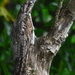 Northern Potoo - Photo (c) Roberto González, some rights reserved (CC BY-NC), uploaded by Roberto González