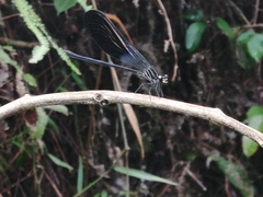 Polythoridae