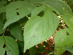 Melanoliarus placitus