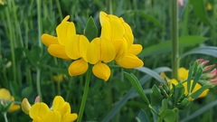 Lotus corniculatus