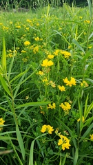 Lotus corniculatus