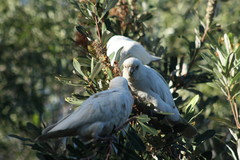 Cacatua sanguinea gymnopis