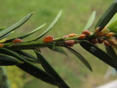 Parthenolecanium pomeranicum