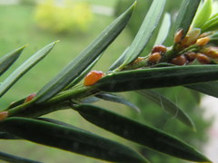 Parthenolecanium pomeranicum