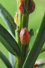 Parthenolecanium pomeranicum