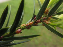 Parthenolecanium pomeranicum