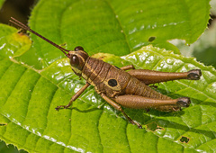 Ommatolampis perspicillata