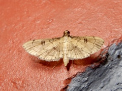 Nacoleia charesalis