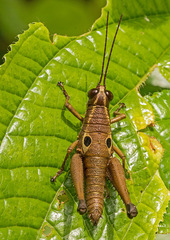 Ommatolampis perspicillata