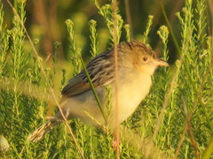 Cisticola natalensis