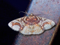 Astygisa circularia
