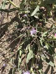 Gilia leptantha
