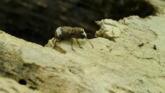 Eurymycter fasciatus