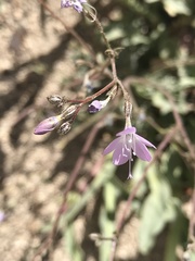 Gilia leptantha