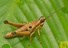 Ommatolampis perspicillata